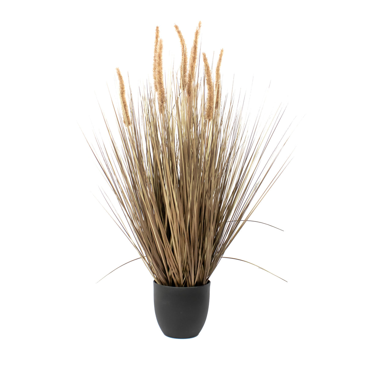 Potted plants & grasses