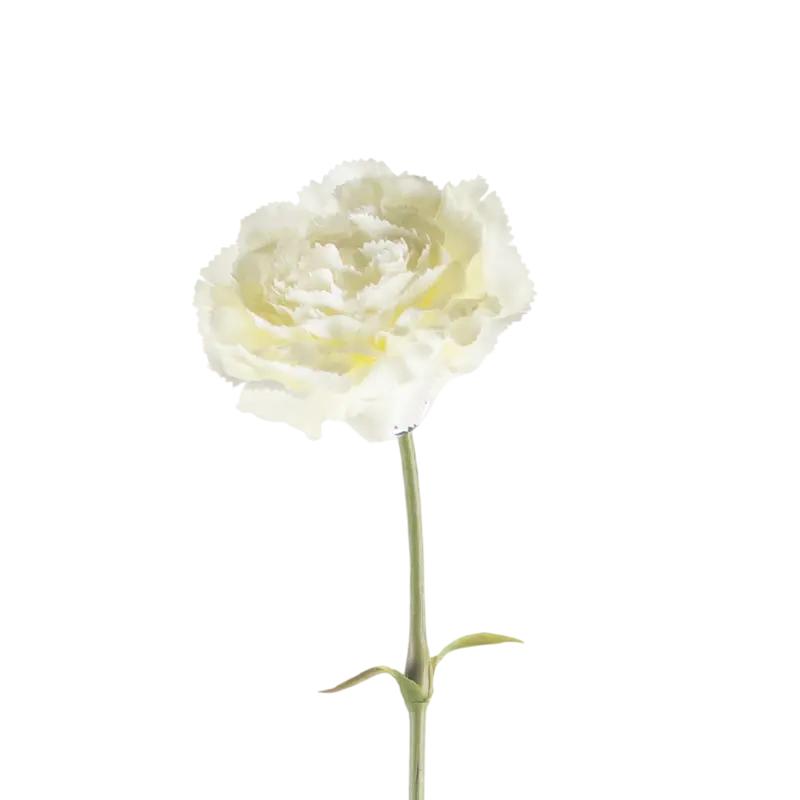 Flower CARNATION white 60cm