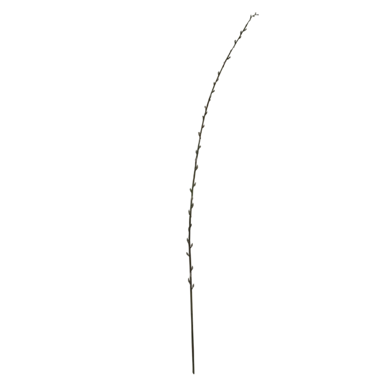 Flower pussy willow white 164cm