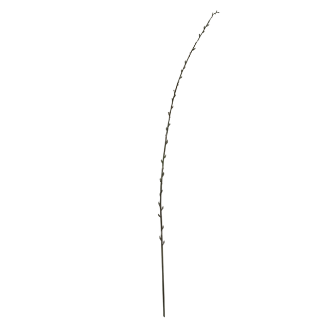 Flower pussy willow white 164cm