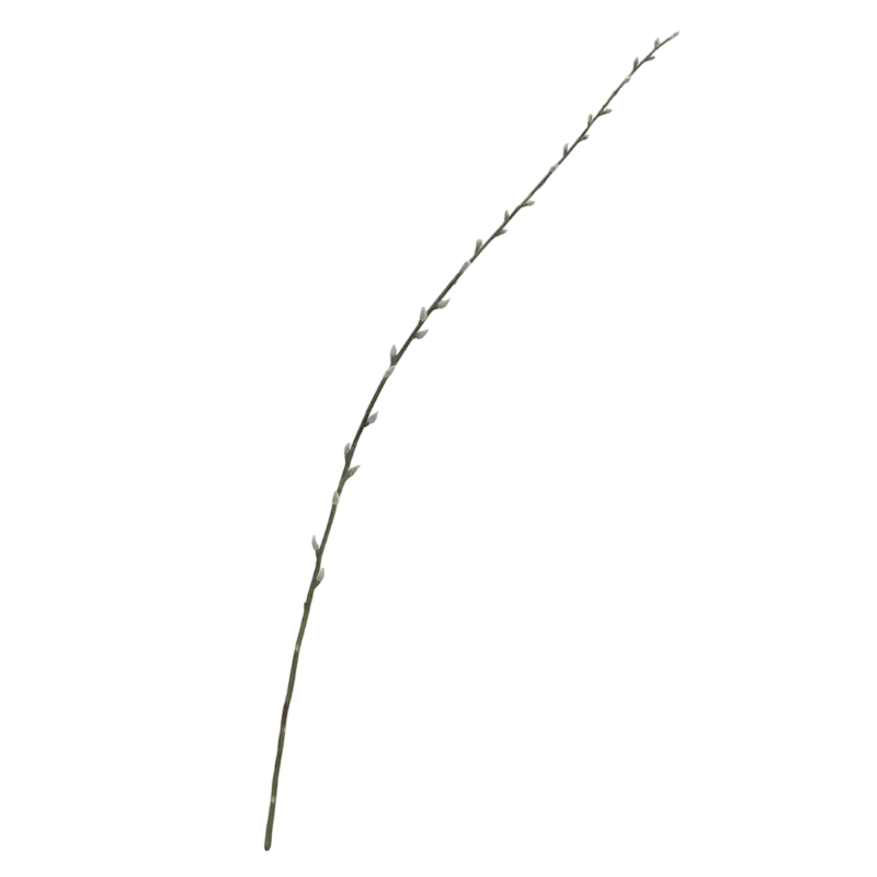 Flower PUSSY WILLOW white 104cm