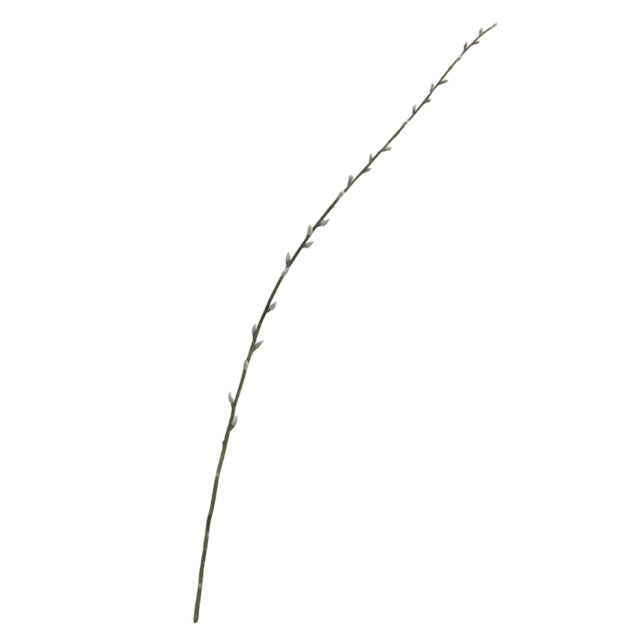 Flower PUSSY WILLOW white 104cm