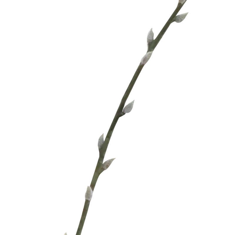Flower PUSSY WILLOW white 104cm