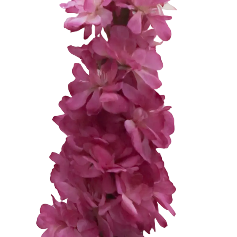 Flower delphinium deep pink 80cm