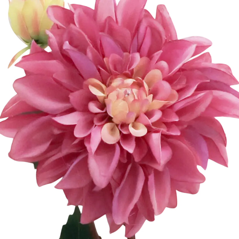 Flower ranunculus deep purple 66cm