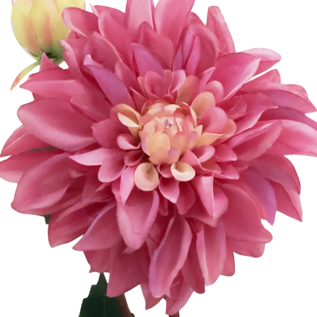 Flower ranunculus deep purple 66cm