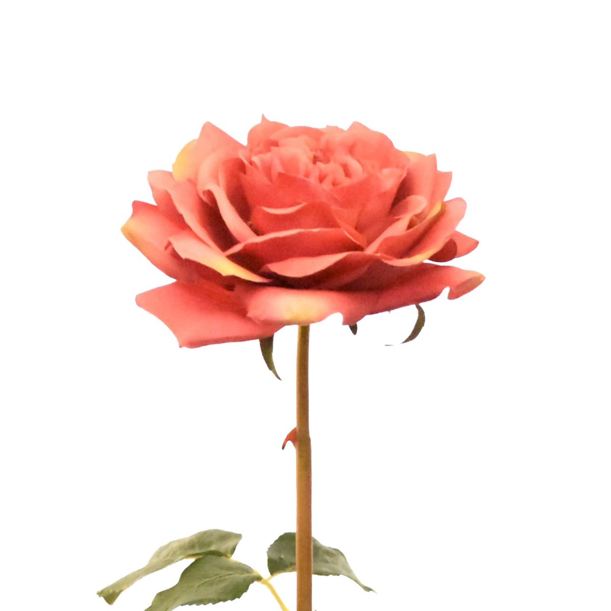 Flower rose pink 89cm