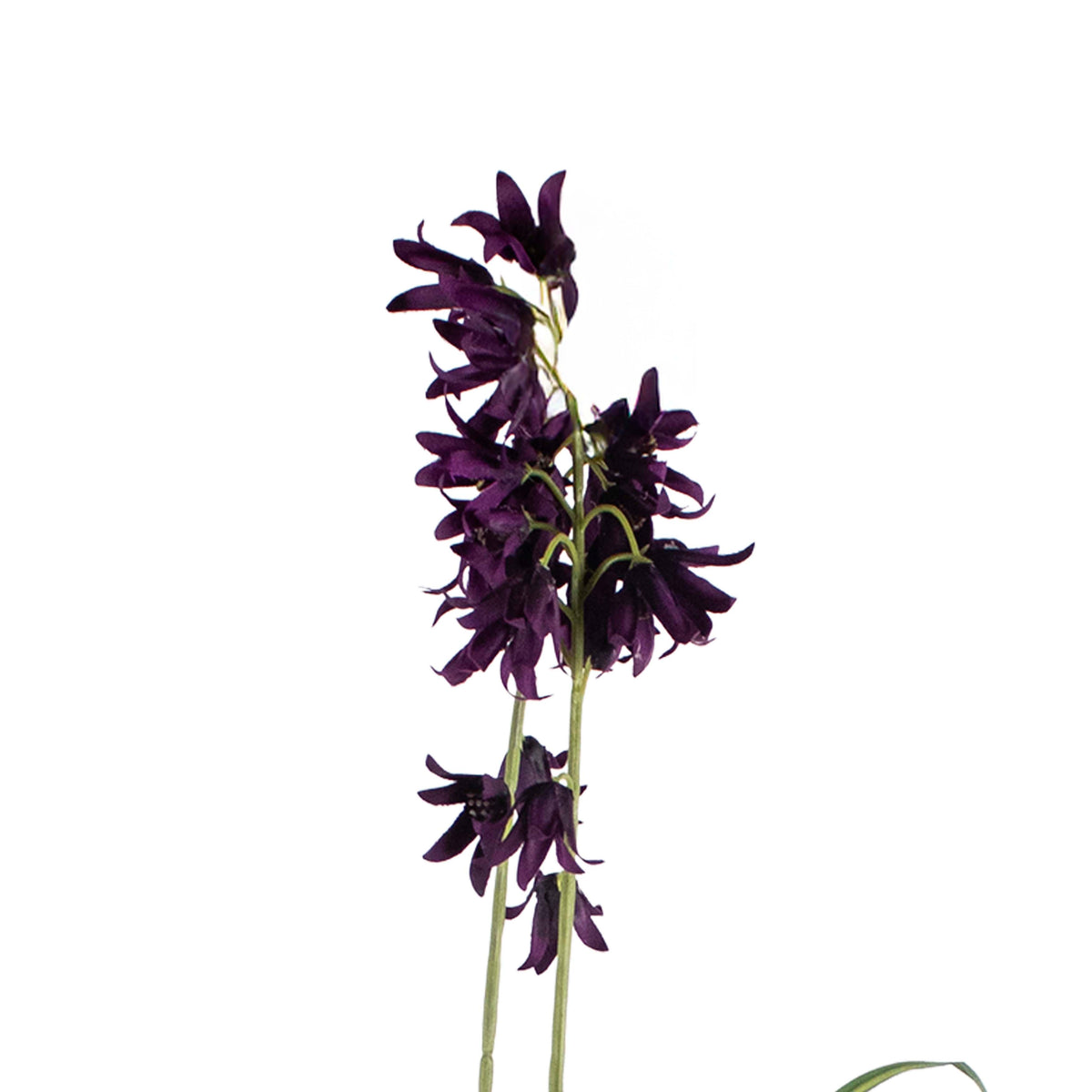 Flower campanula dark purple 60cm