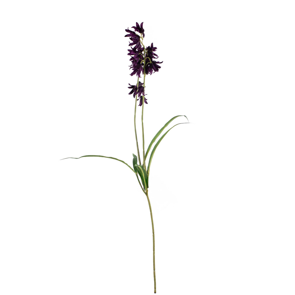 Flower campanula dark purple 60cm