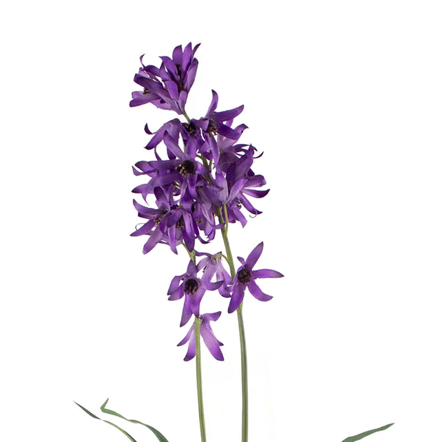 Flower campanula purple 60cm