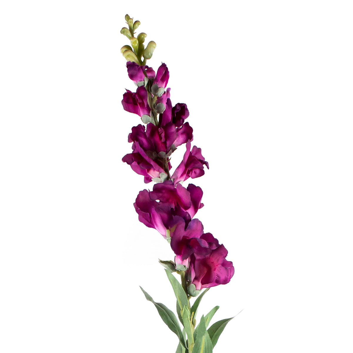 Flower HORNWORT dark purple 92cm