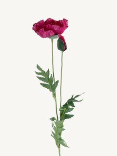 Blume MOHN 72cm fuchsia