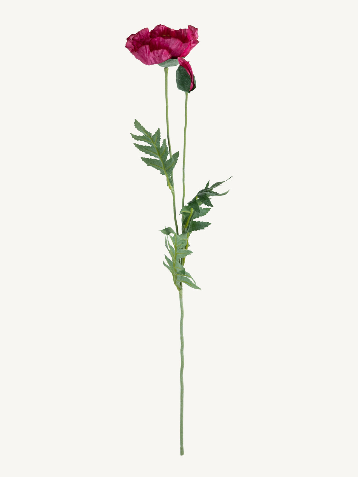Bloem PAPAVER 72cm fuchsia