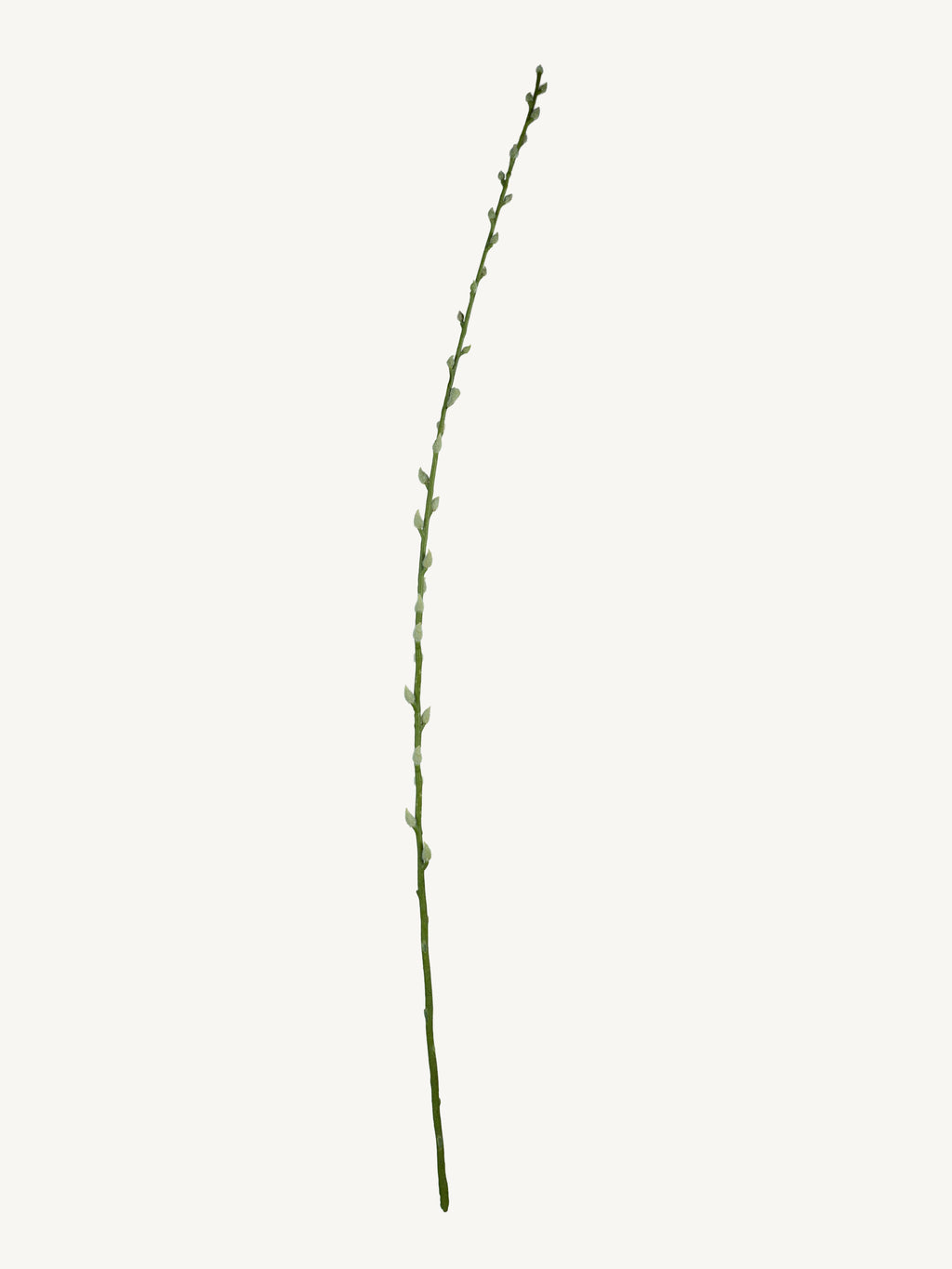 Blume SALOW WEIDE 104cm weiß