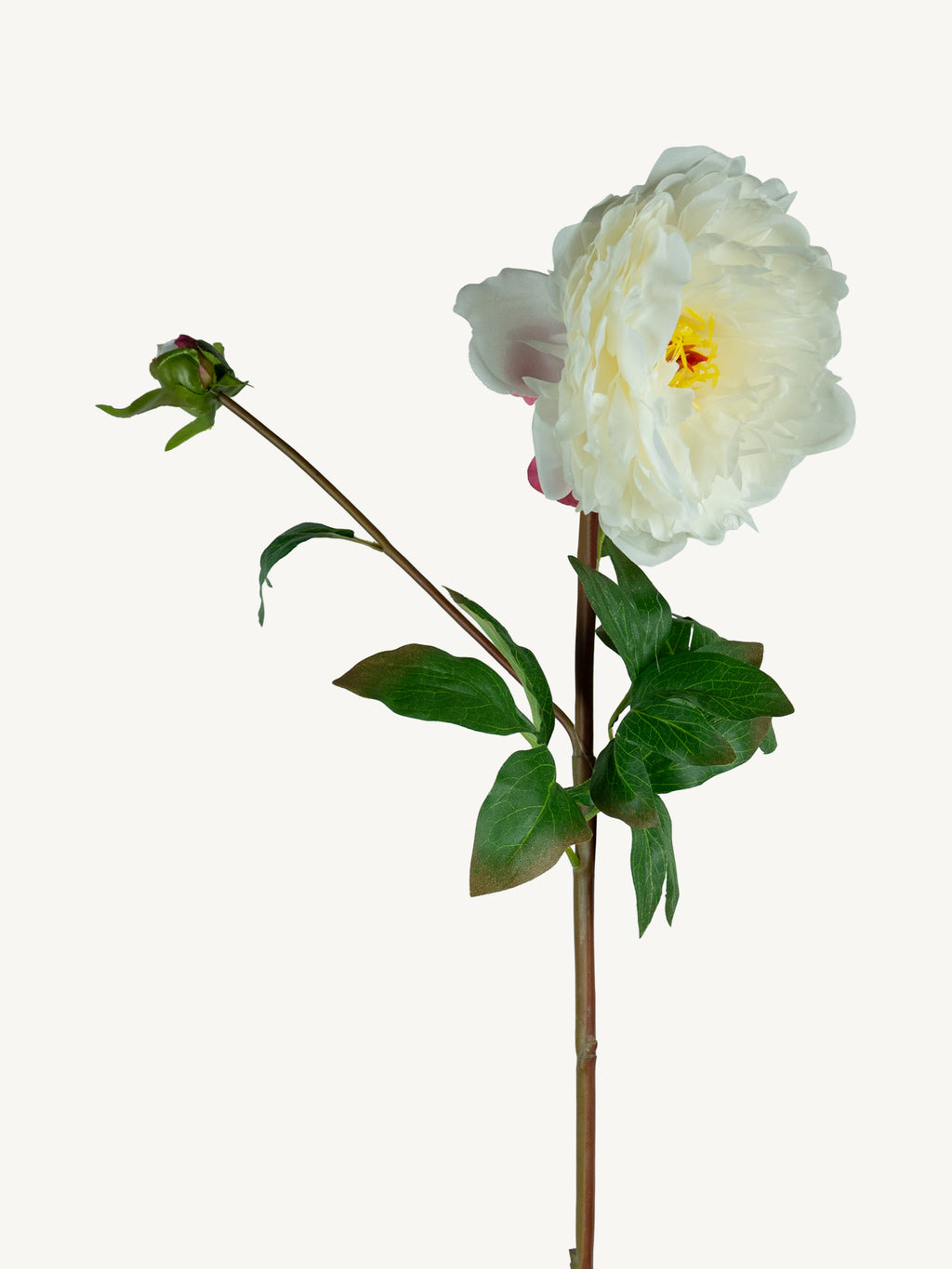 Bloem PIOENROOS 85cm wit