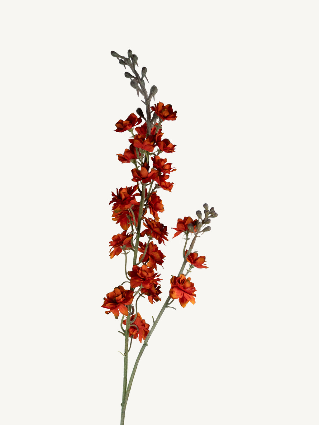 Flower DELPHINIUM 85cm dark orange