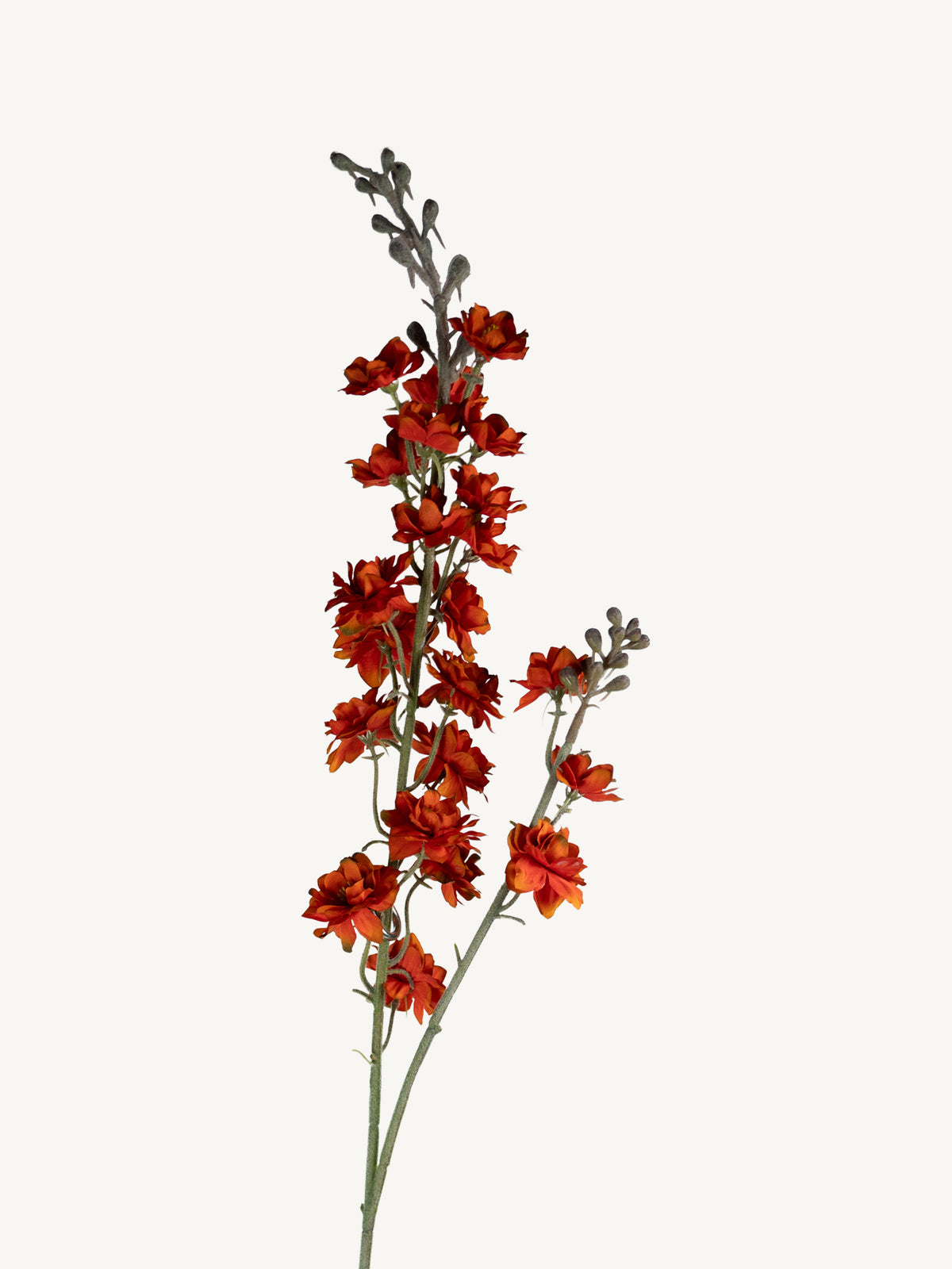 Bloem DELPHINIUM 85cm donkeroranje