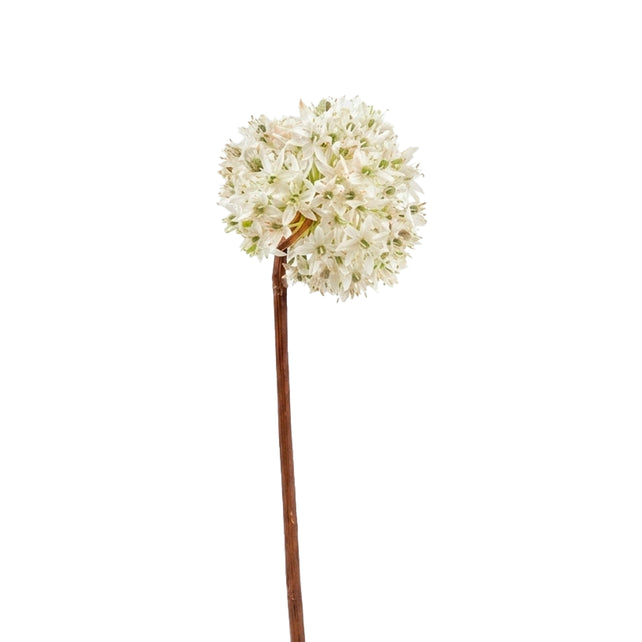 Bloem VIBURNUMN 60cm wit