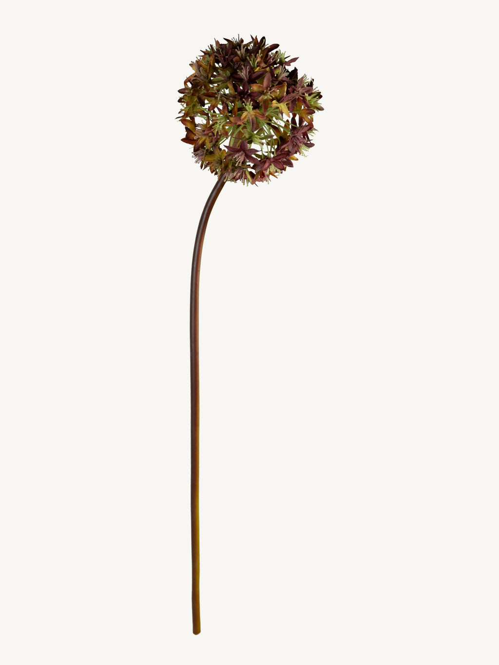 Bloem VIBURNUMN 60cm bruin
