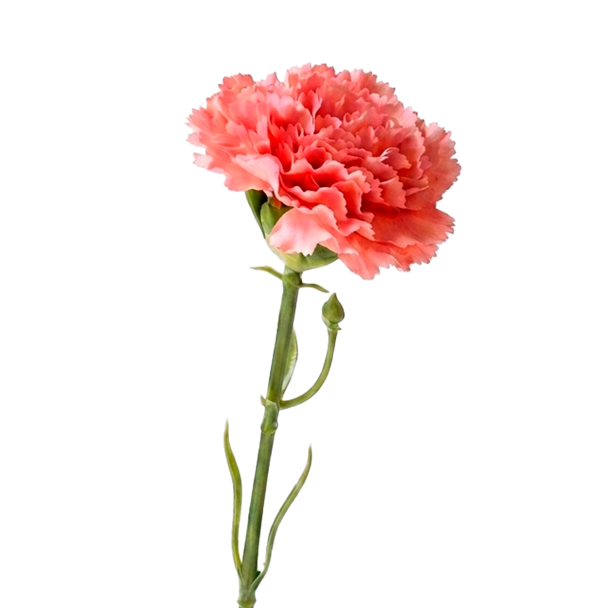 Flower CARNATION 30cm pink