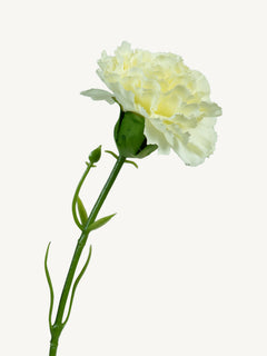 Bloem ANJER 30cm wit