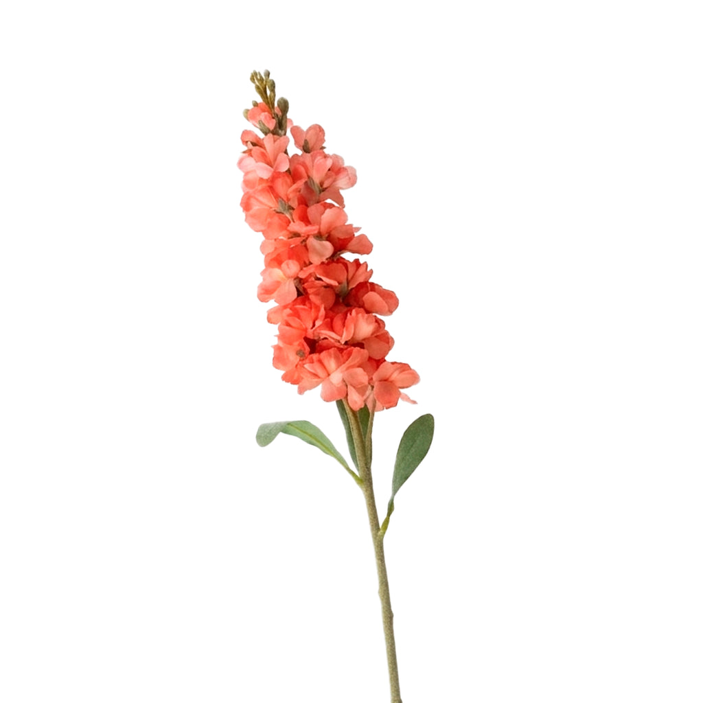 Bloem DELPHINIUM 80cm roze