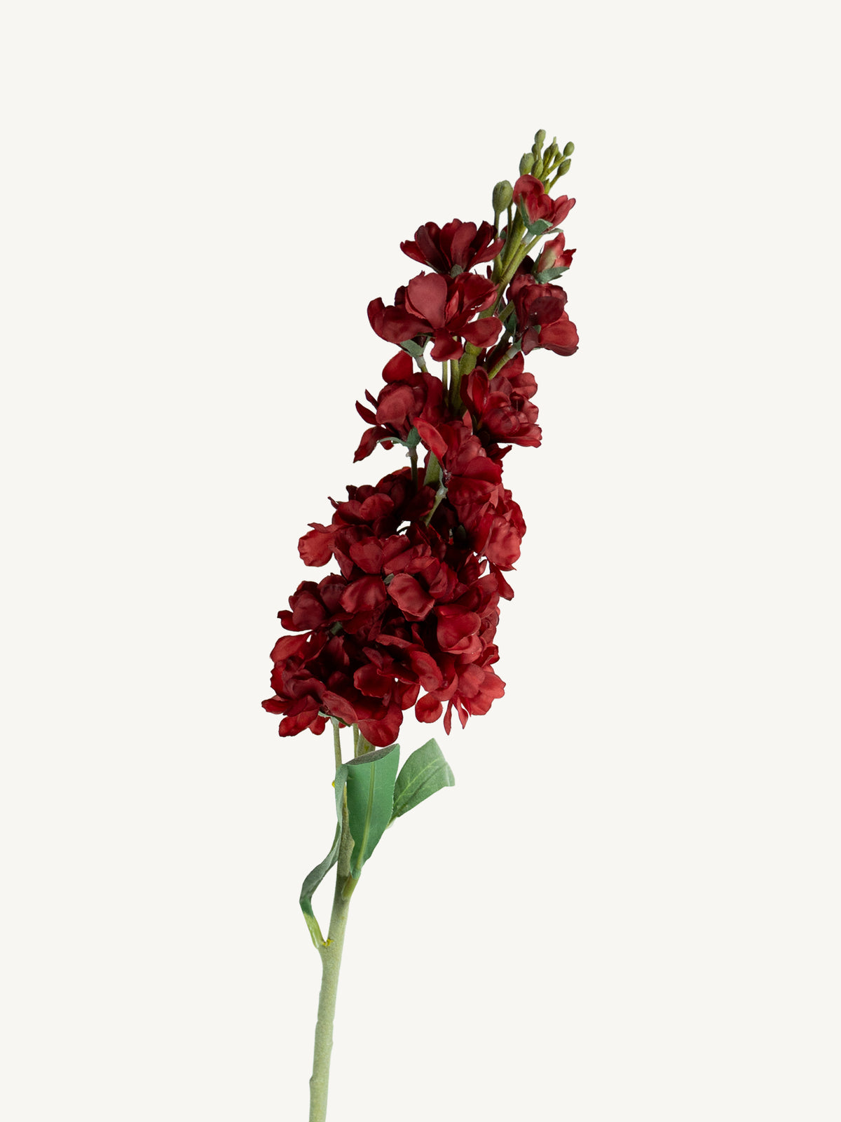 Bloem DELPHINIUM 80cm rood