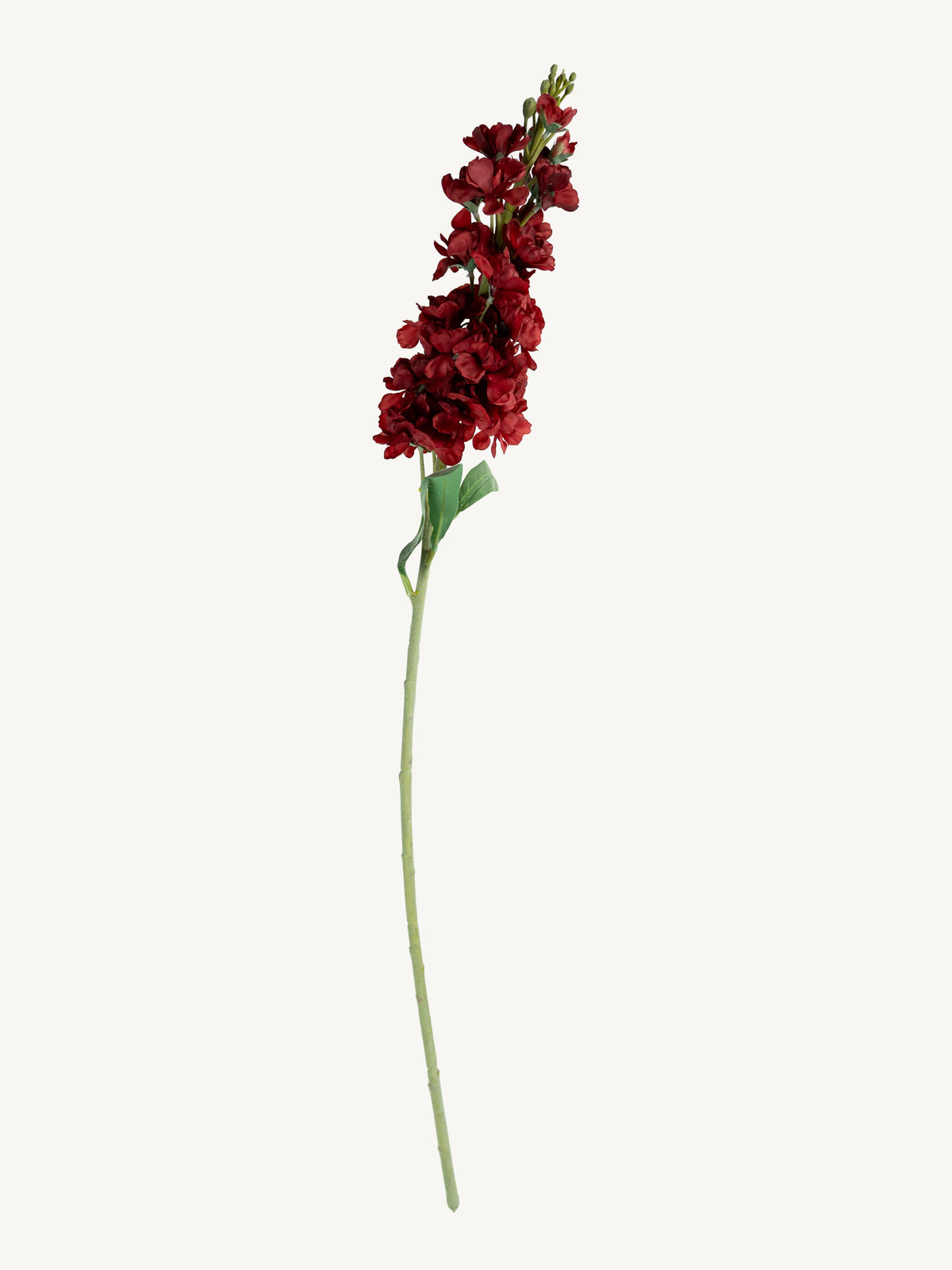 Blume DELPHINIUM 80cm rot