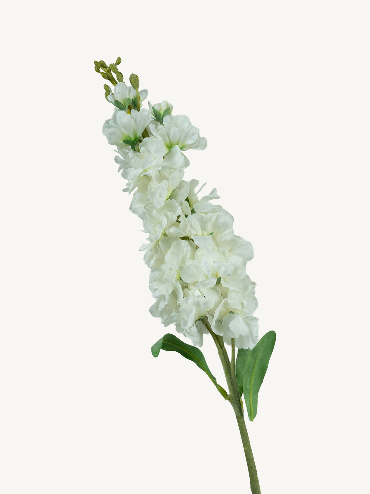 Flower DELPHINIUM 80cm white