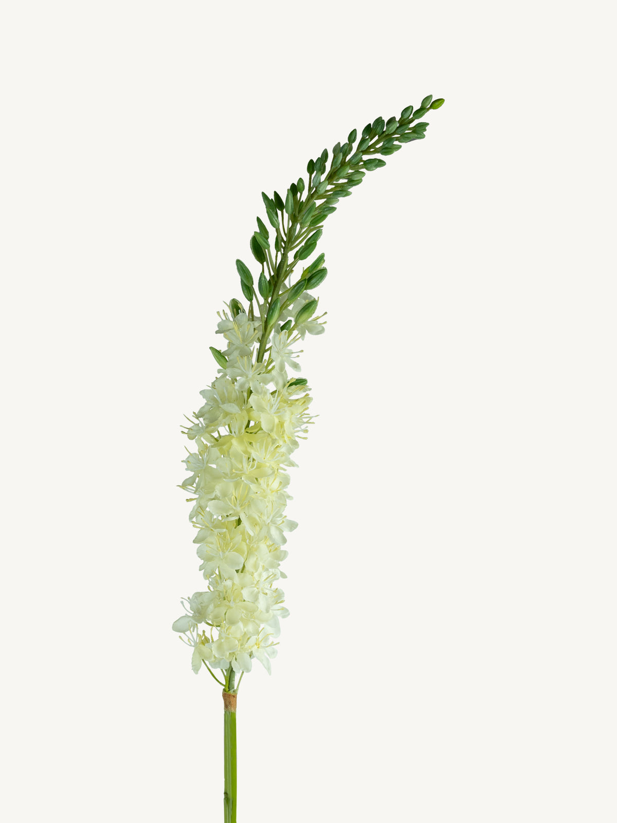 Flower EREMURUS 106cm white