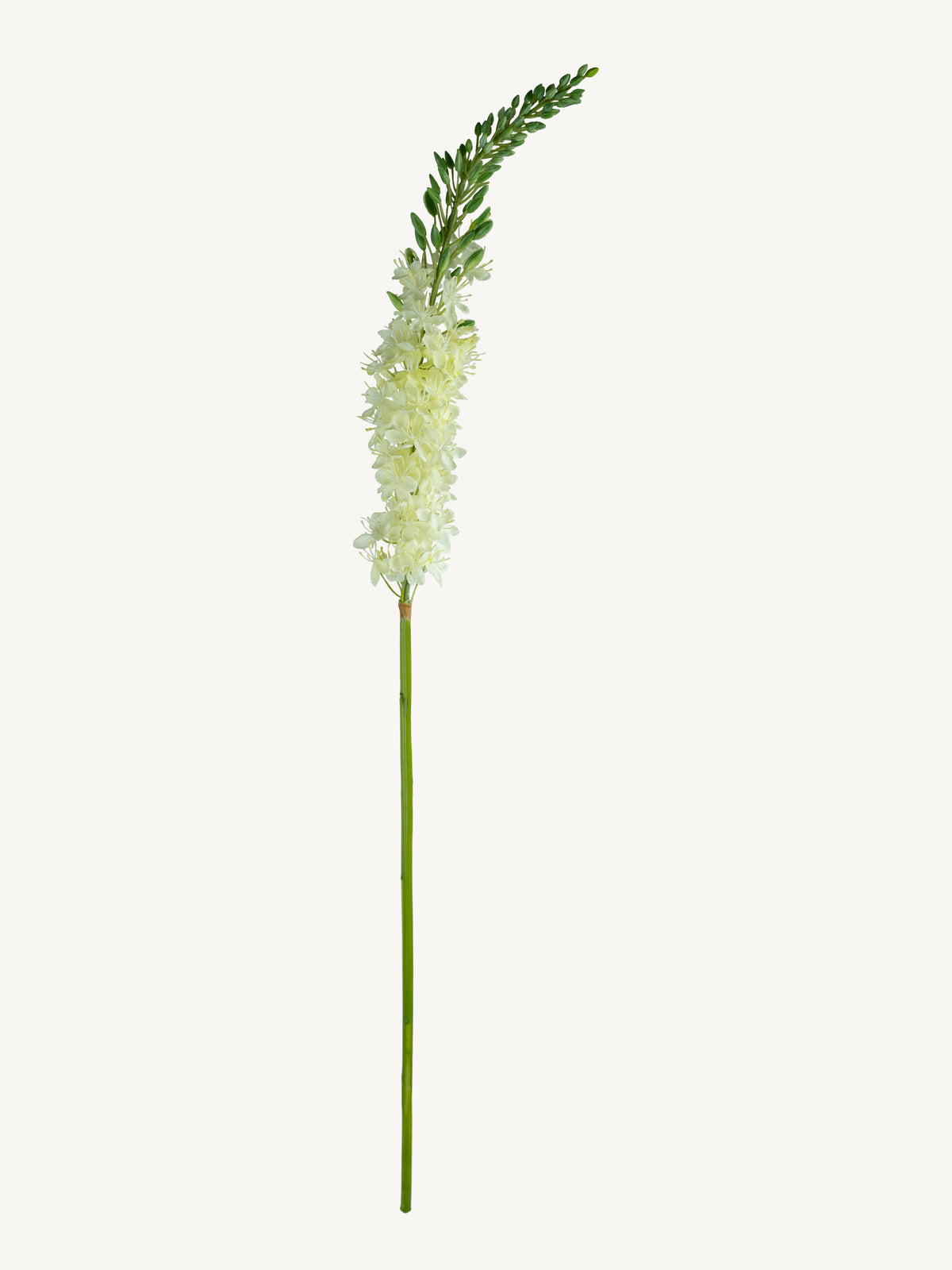 Flower EREMURUS 106cm white