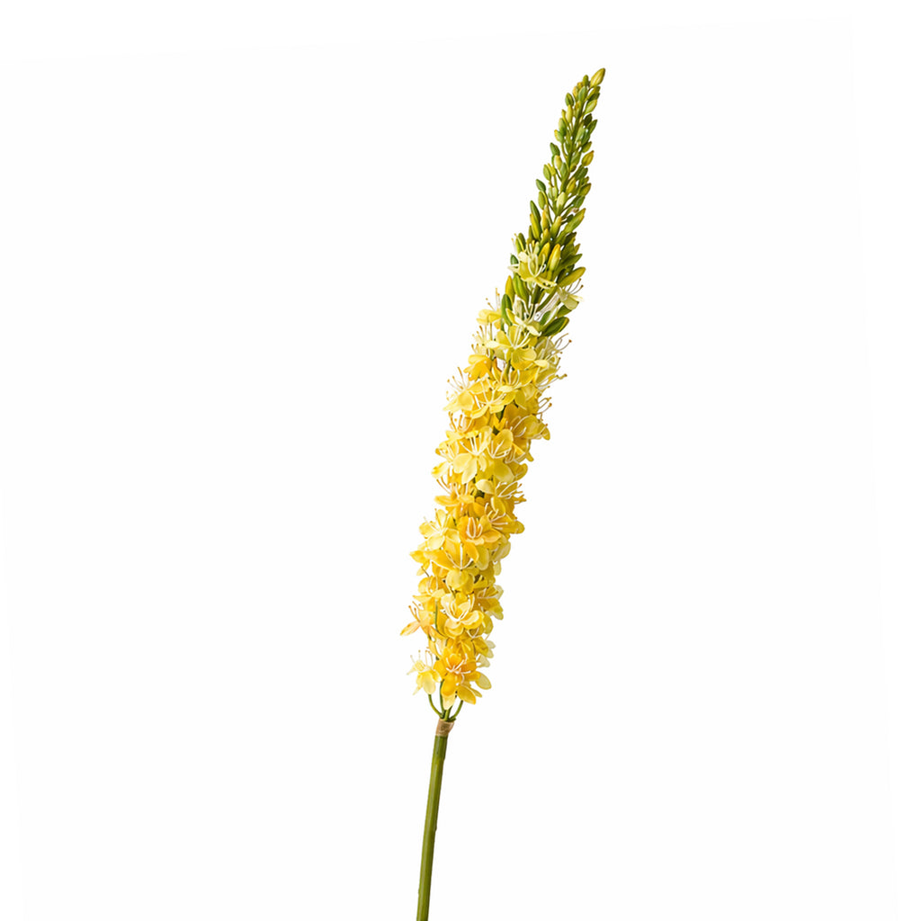Bloem EREMURUS 106cm geel