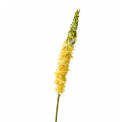 Blume EREMURUS 106cm gelb