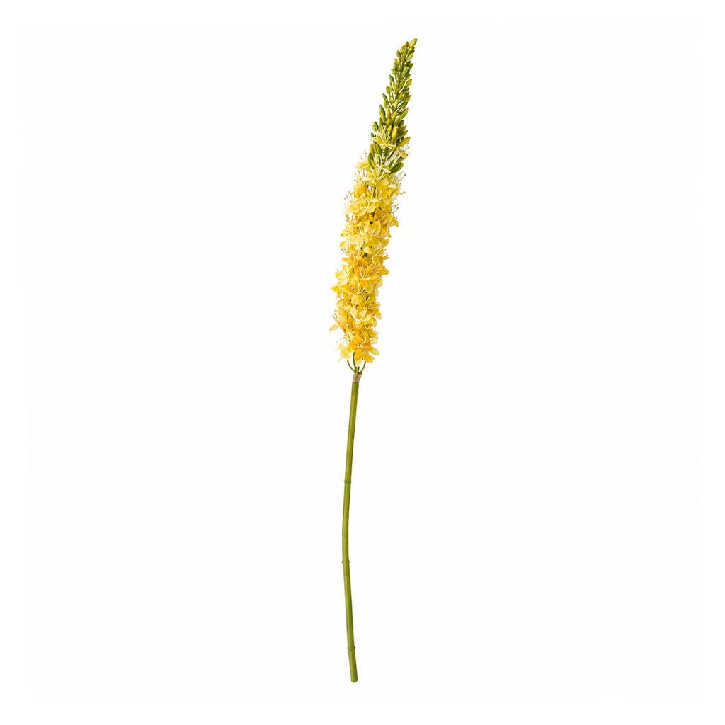 Bloem EREMURUS 106cm geel