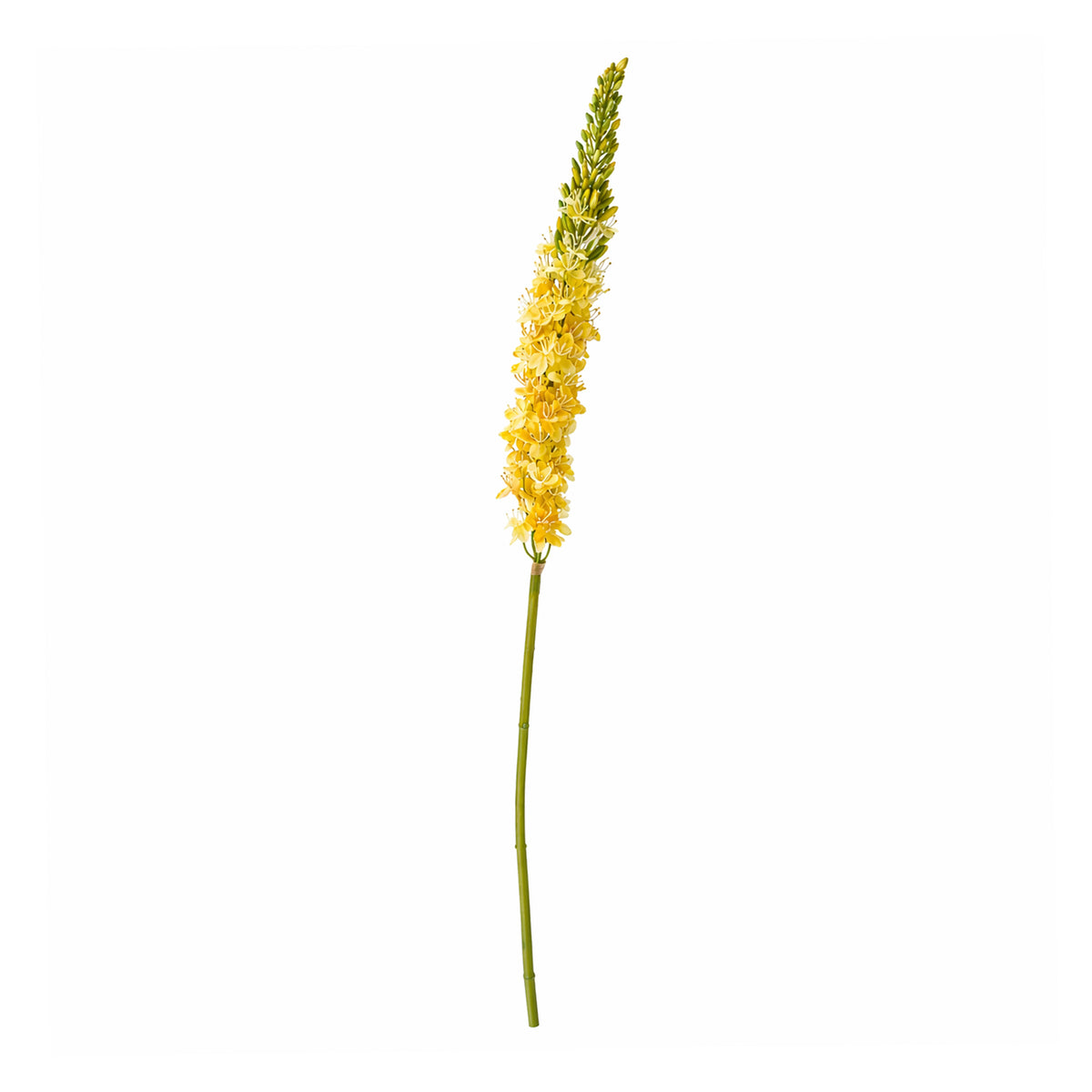 Bloem EREMURUS 106cm geel