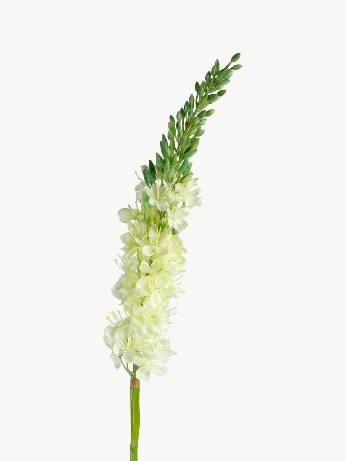 Flower EREMURUS 82cm white
