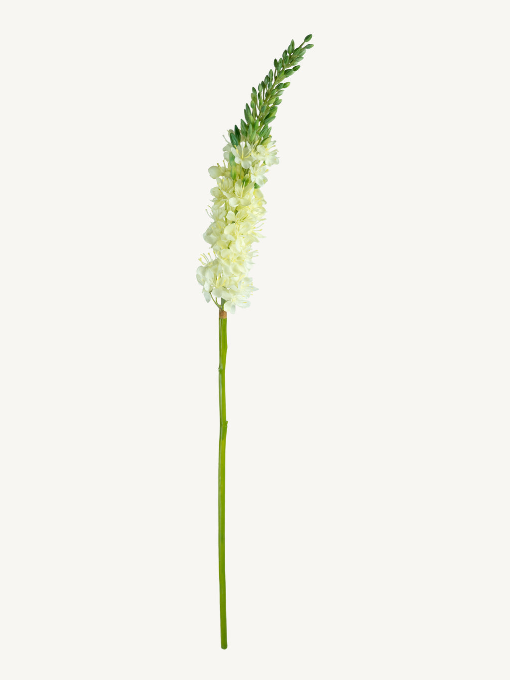 Bloem EREMURUS 82cm wit