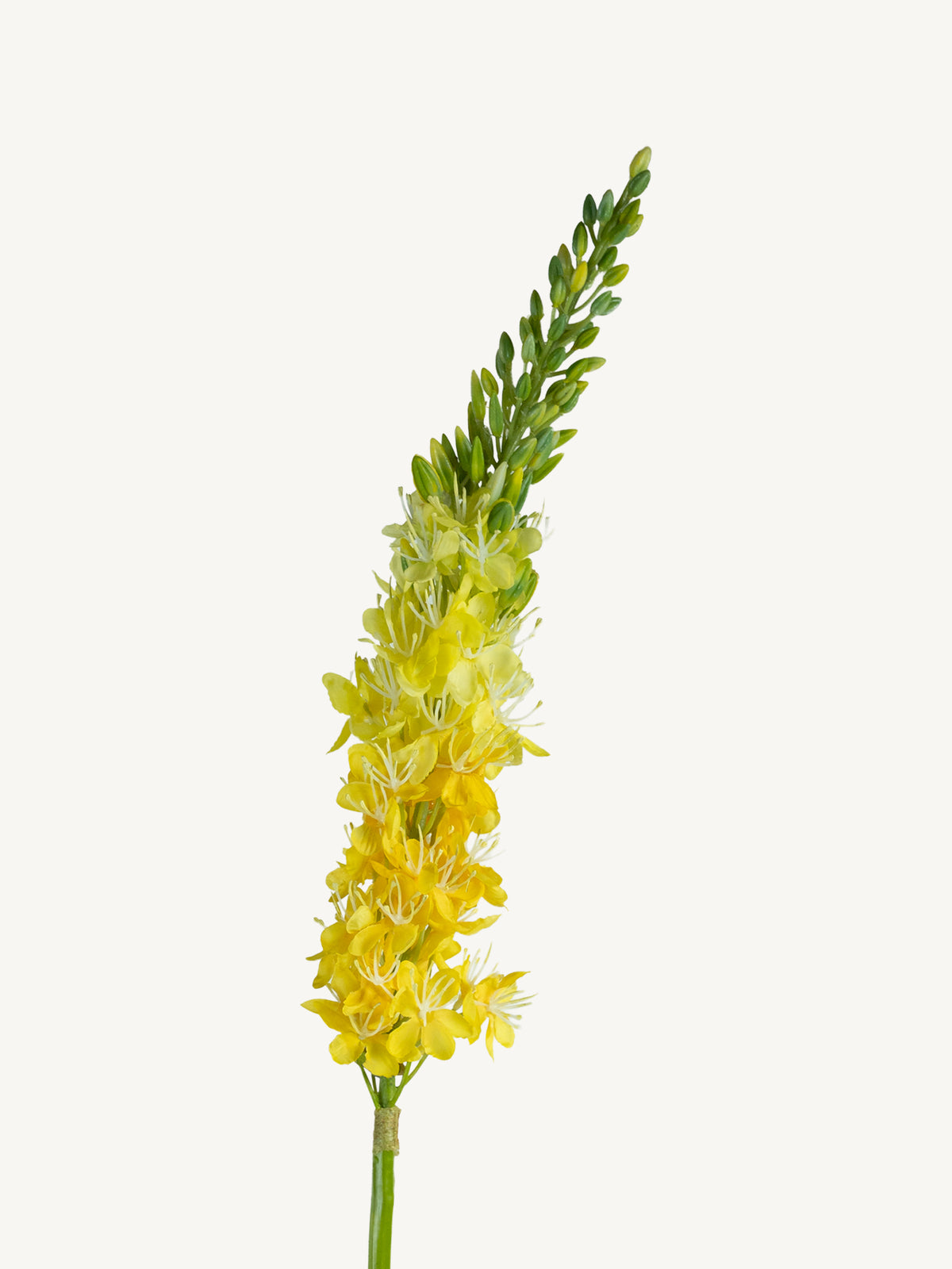 Flower EREMURUS 82cm yellow