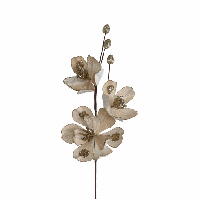 Bloem POINSETTIA 60cm champagne