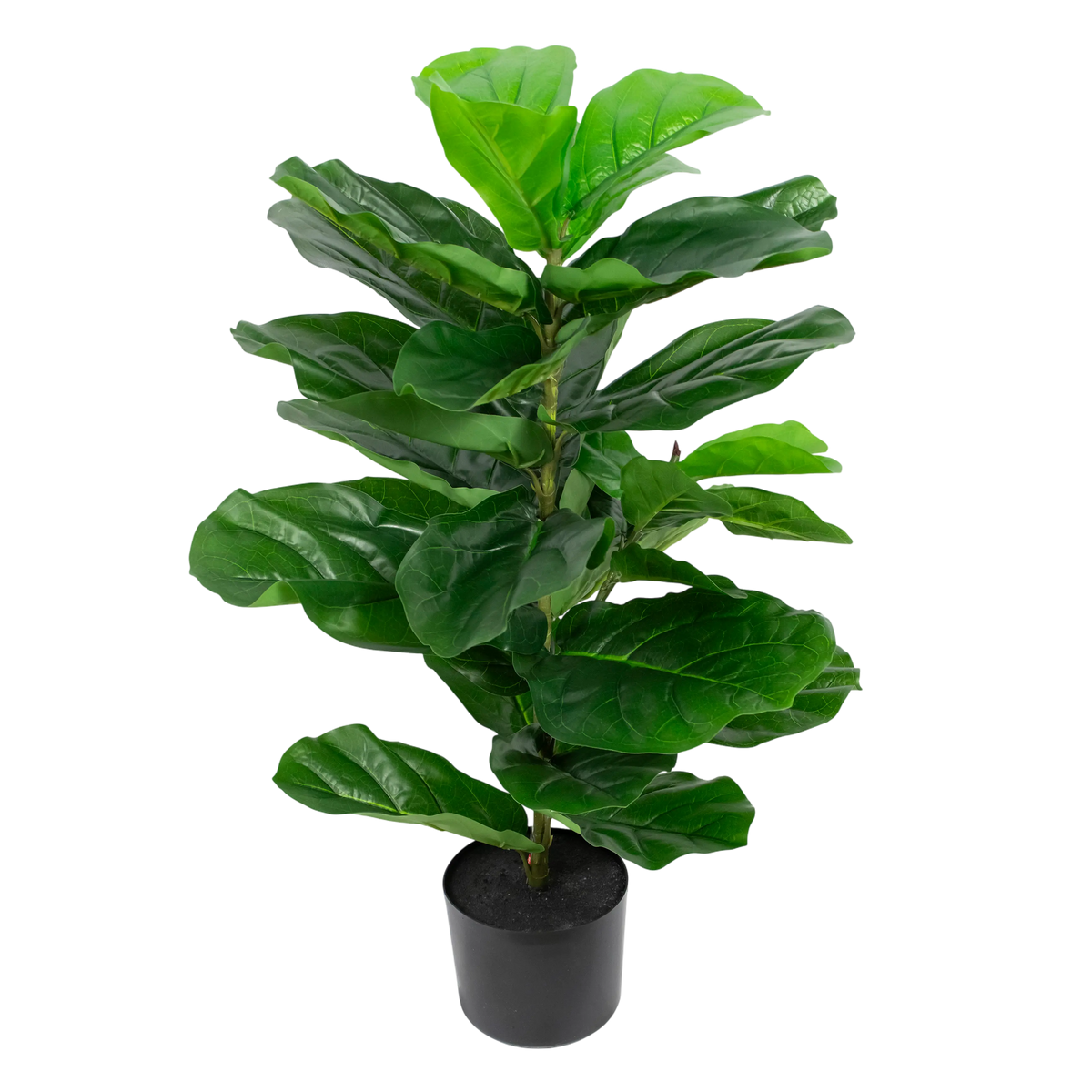 Plant FIDDLE PU 80cm