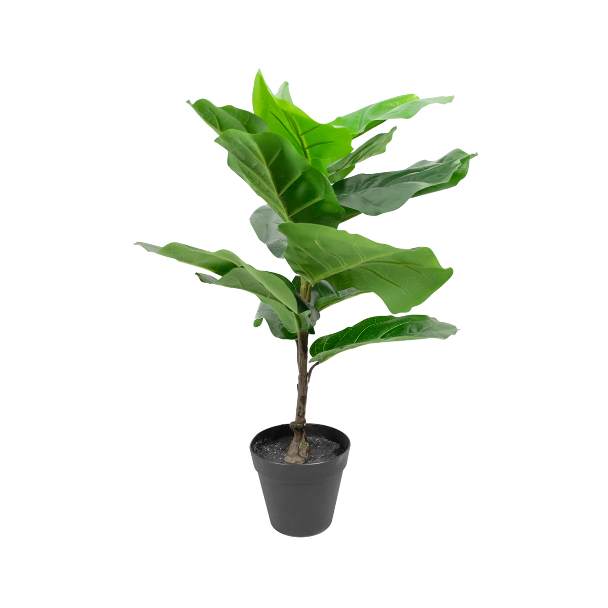Plant FIDDLE PU 60cm