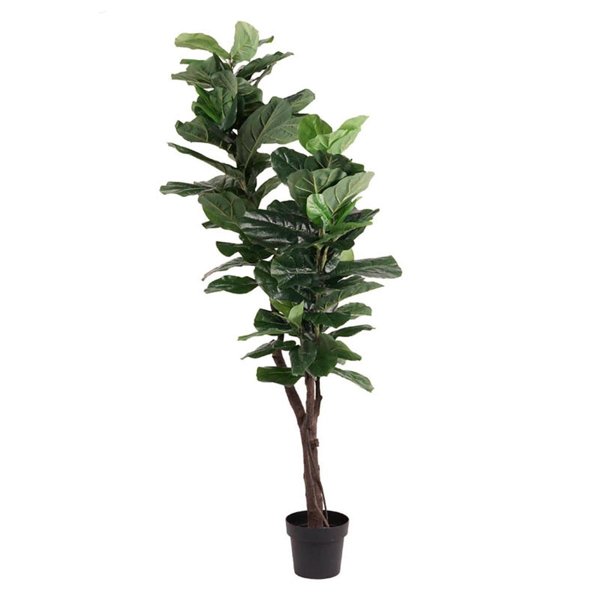 Plant FIDDLE 180cm