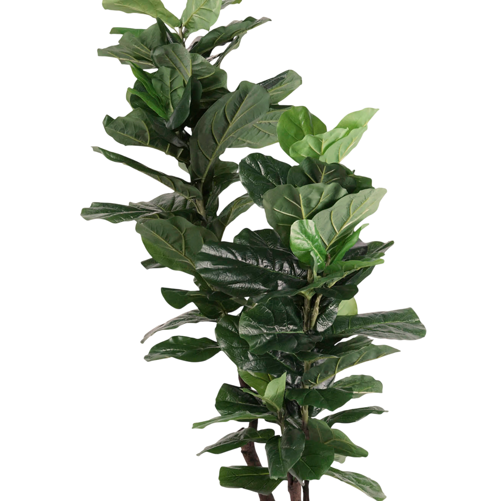 Plant FIDDLE 180cm