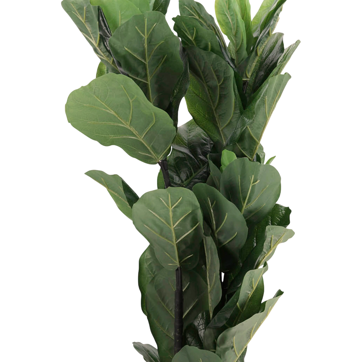 Plant fiddle leaf  PU 95cm