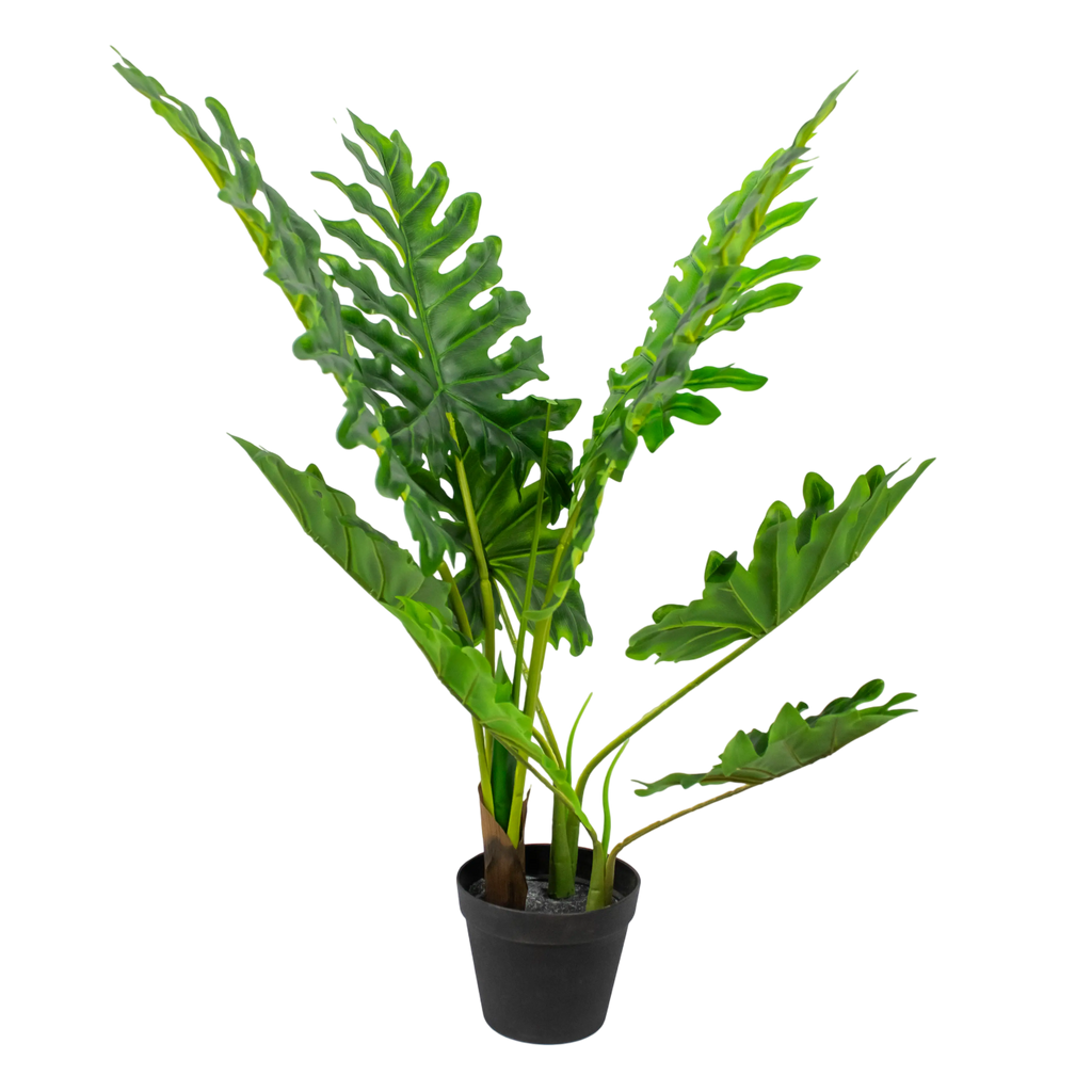 Plant PHILODENDRON PU 80cm