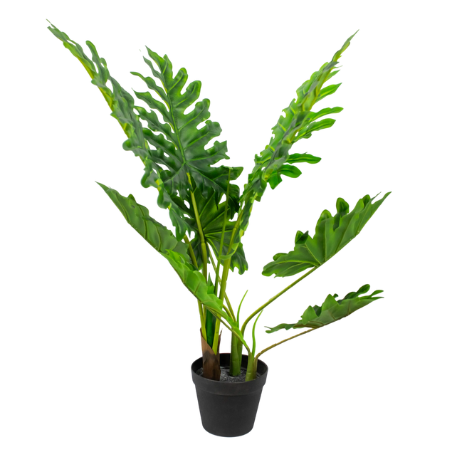 Plant PHILODENDRON PU 80cm