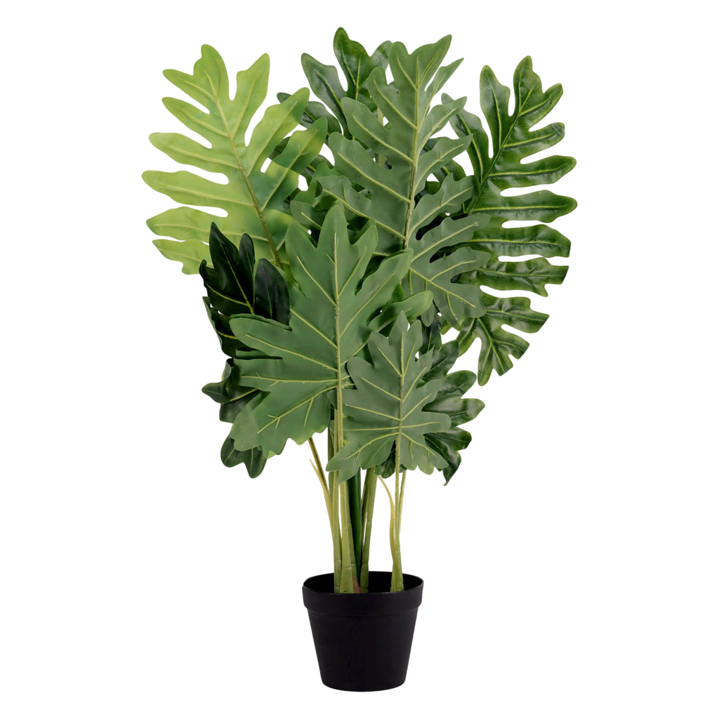 Plant PHILODENDRON PU 80cm