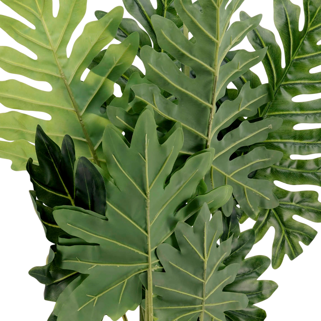 Plant PHILODENDRON PU 80cm