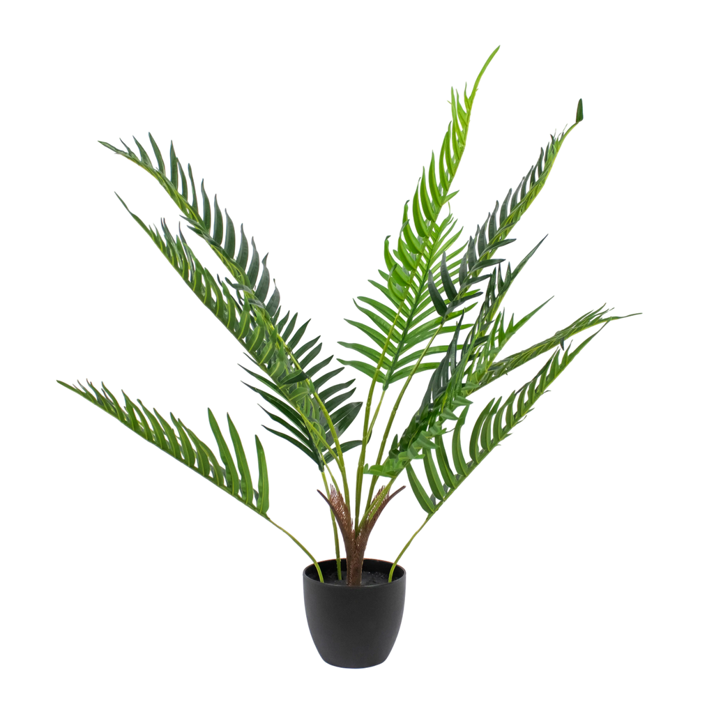 Plant KWAI PALM tree 80cm