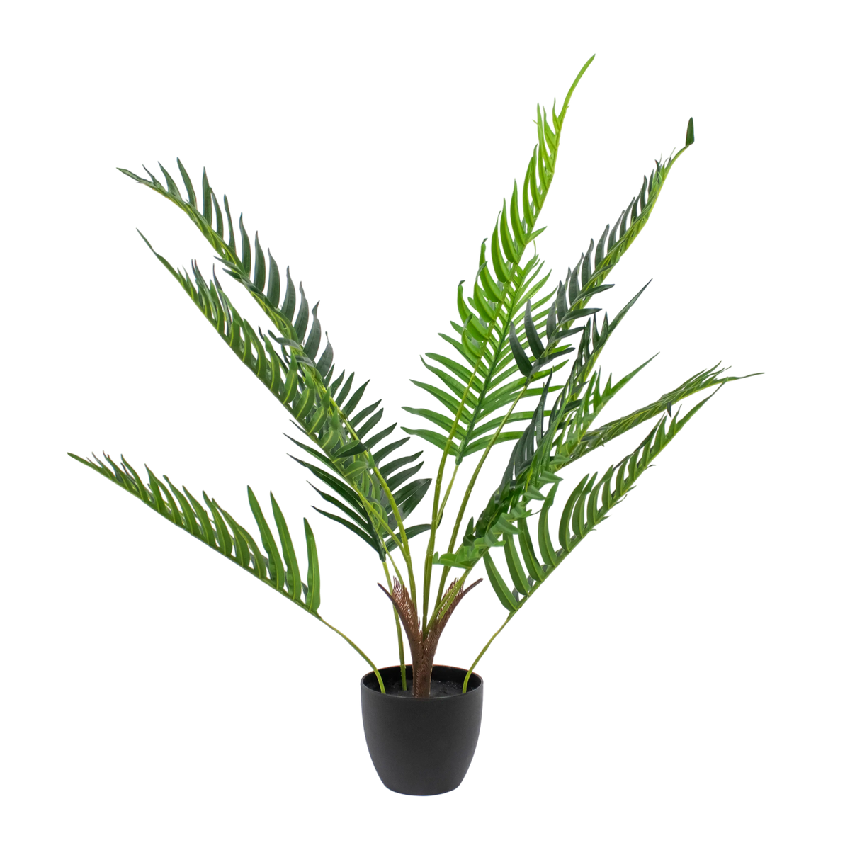Plant KWAI PALM tree 80cm